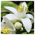 ESS Neroli Aromatic Spritzer